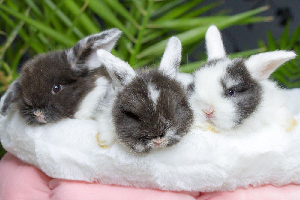 Декоративные кролики.