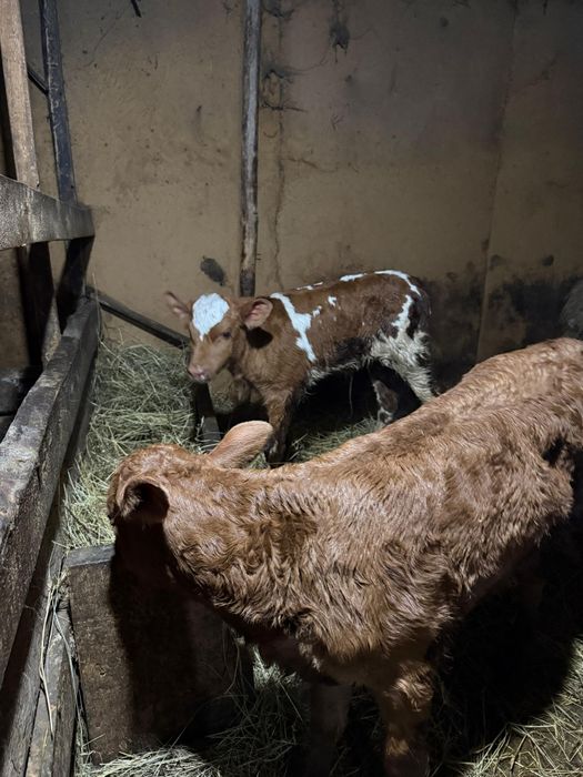 Продам телят хороших