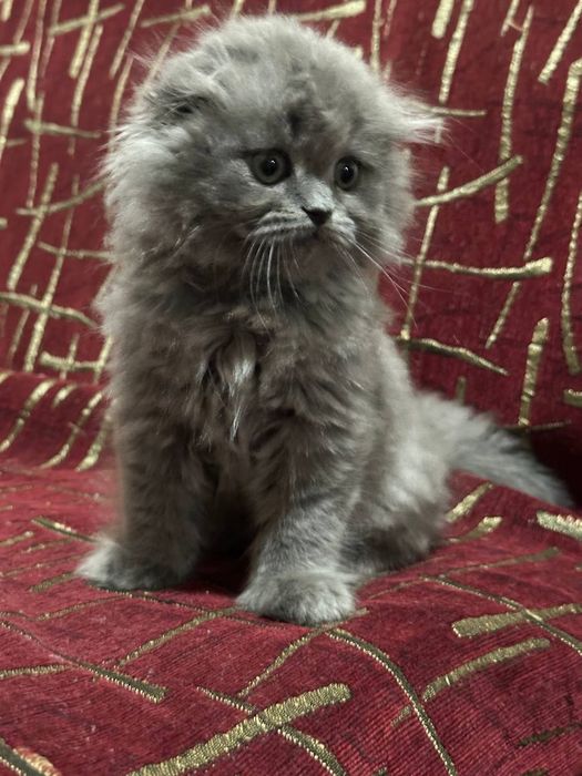 Котенок..мальчик