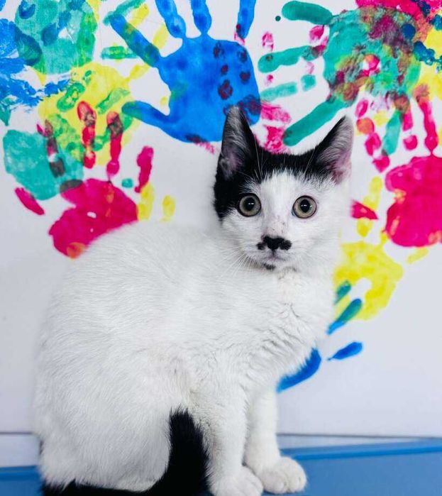 Момче коте търси дом