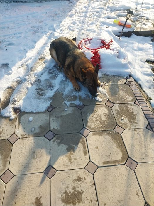 Продам собаку овчарка