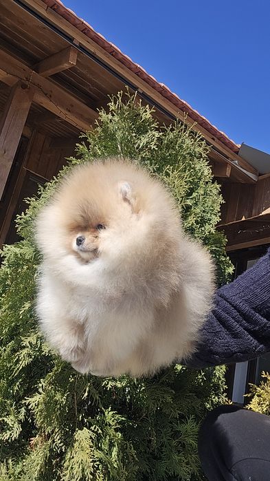 Мини Померан момче