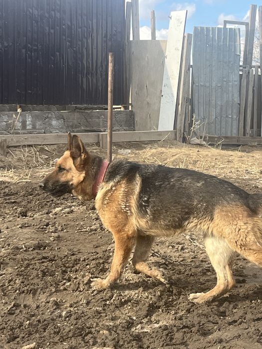 Немецский овчарка