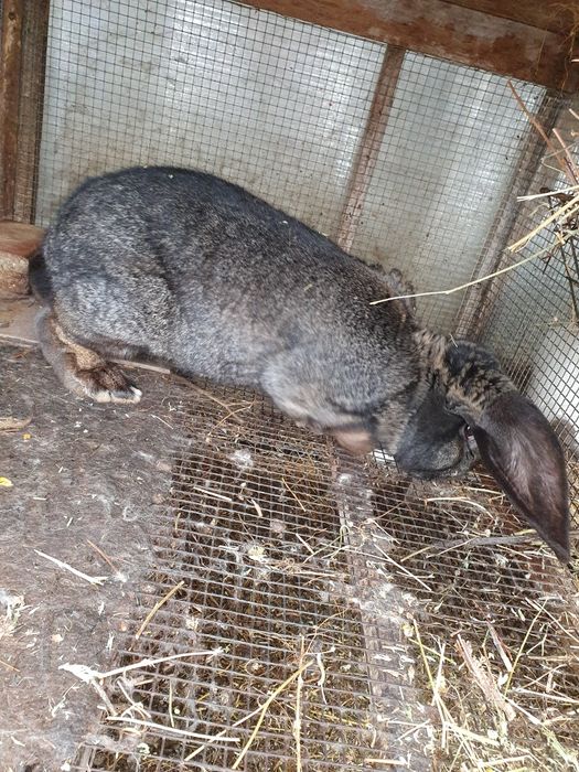 Iepuroi berbec german gri fier