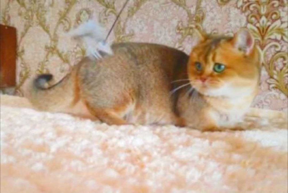 Кот манчкин окрасом золотая шиншилла