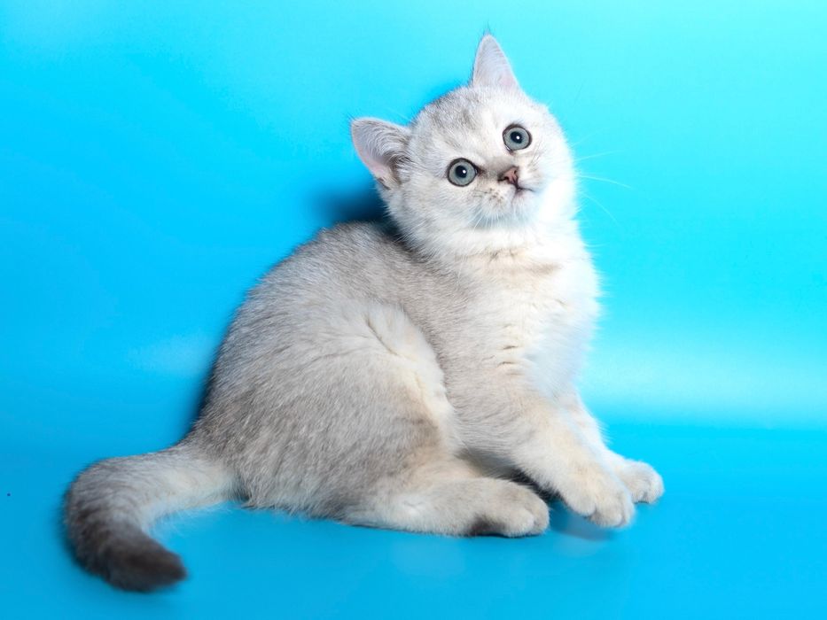 Серебро Шиншилла