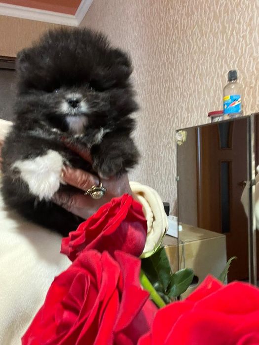 Шпиц девочка чёрная