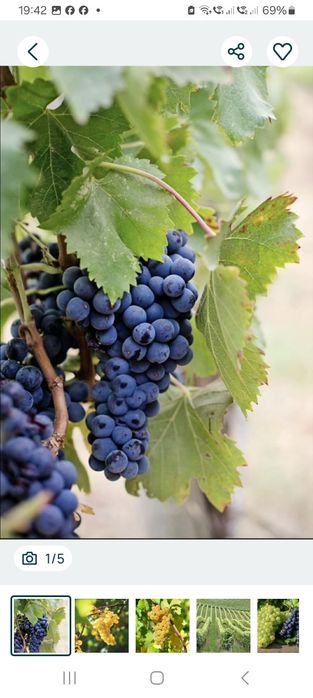 Struguri de vin direct din vie din Vrancea