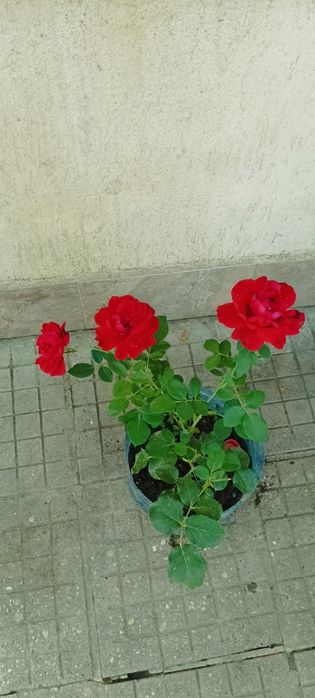 Продавам рози,алое,салвия,евонимус,чашкодрян,чемшир,делосперма