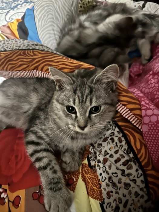 Отдаю в добрые руки