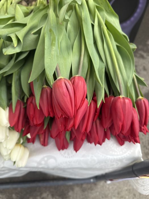 Тюльпаны к 8 марта