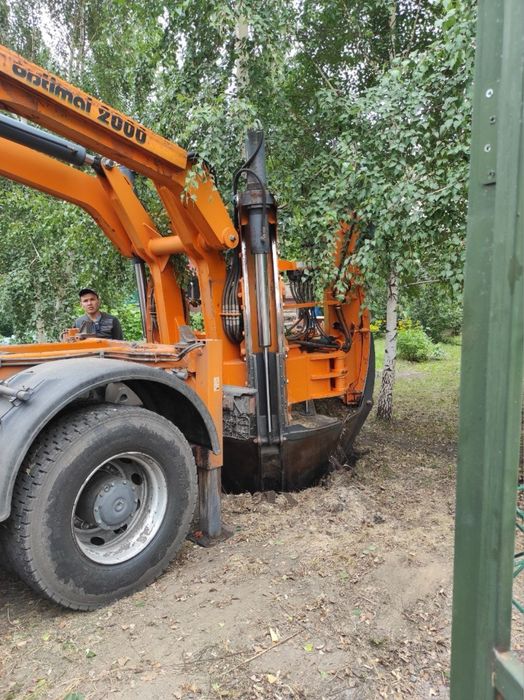 Ель    липа    газон саженцы