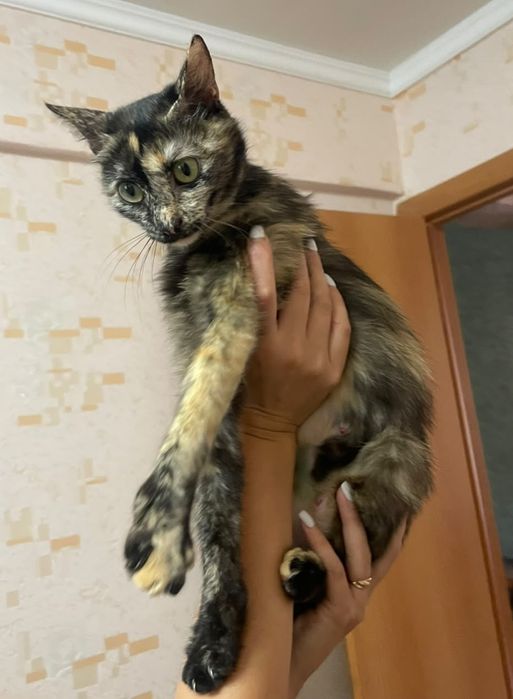 Кошечка в поисках дома
