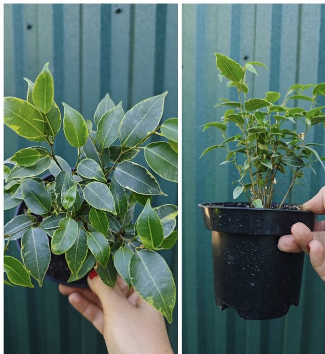 Фикус бенжамина Кинки