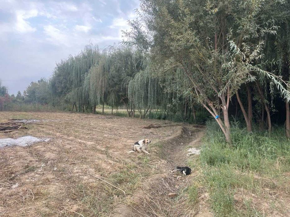 Мажнунтол кучатлари.