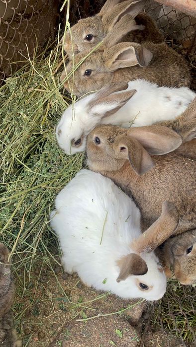 Крольчата 1 месяц,1.5 месяц