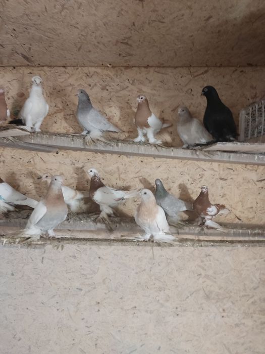 Голуби разных мастей