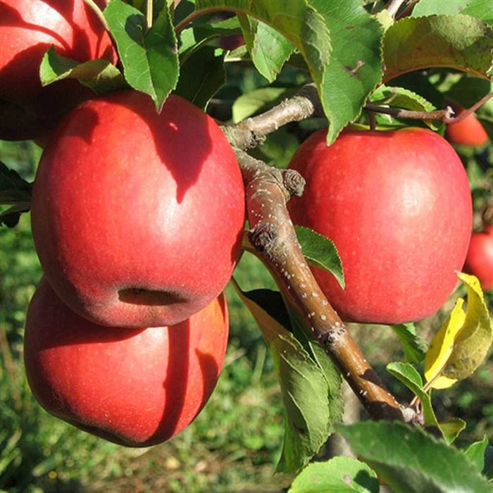 Продается готовый бизнес интенсивный сад