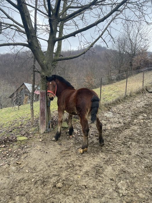 Mânz și mânză de vânzare