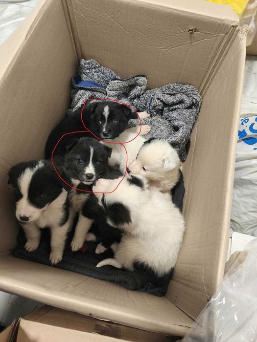 Donez cateluse Pitesti!