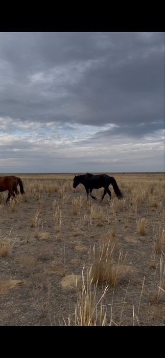 Смотреть секс онлайн: атасы мен немересі