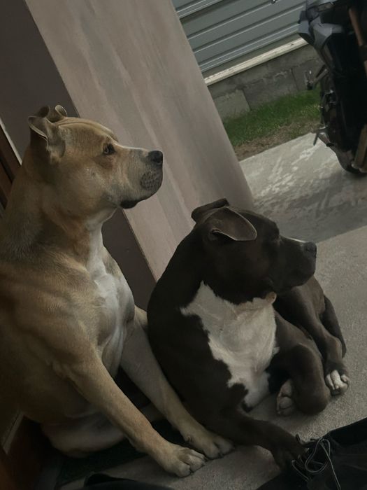 Pui metis tip amstaff