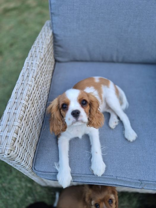 Cavalier king charles