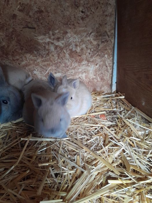 Кролики  крольчата
