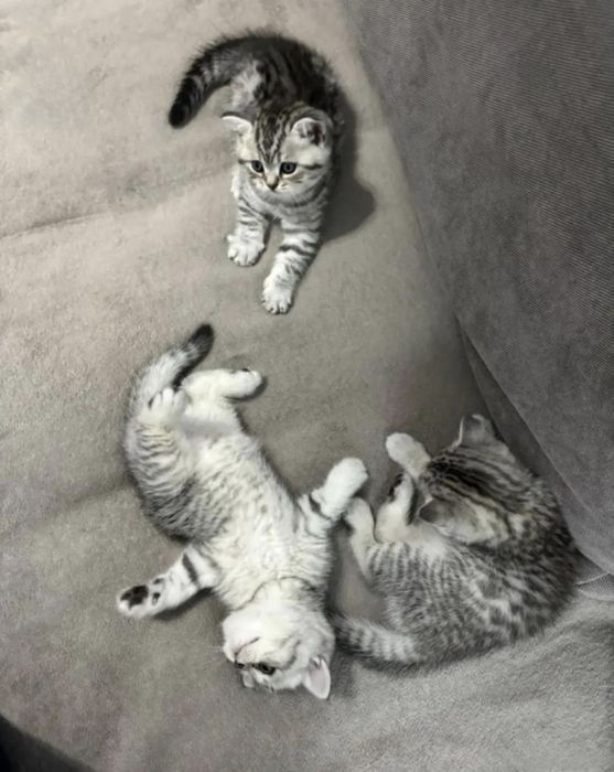 Шотландские котята