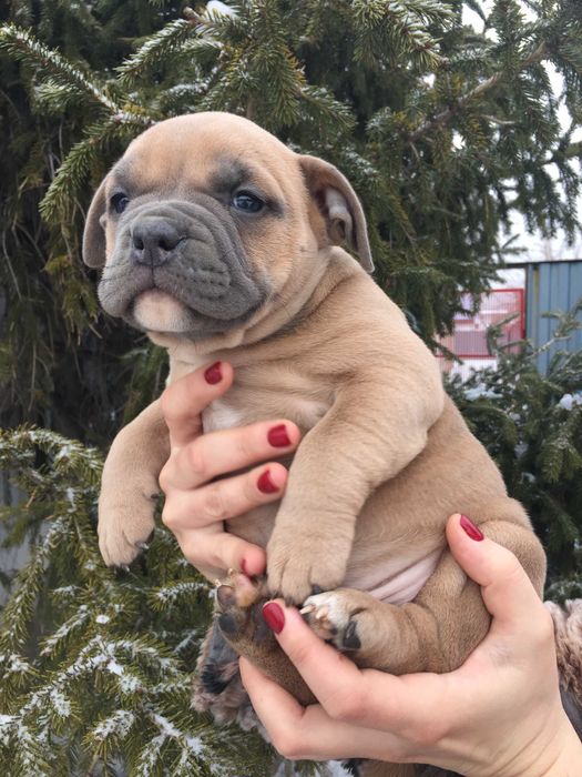 американский булли