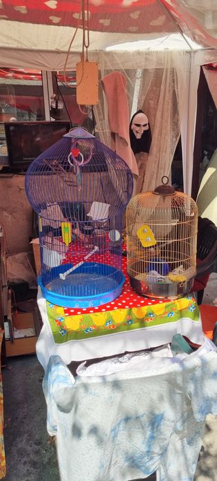 vind colivii papagali