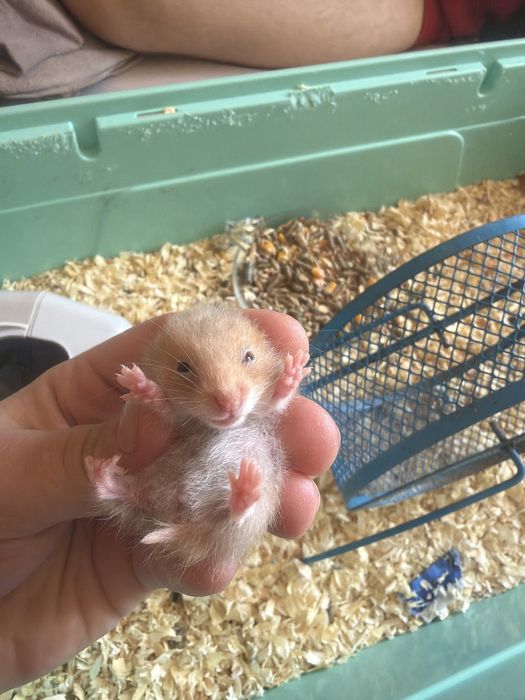 8 pui de hamsteri sirieni
