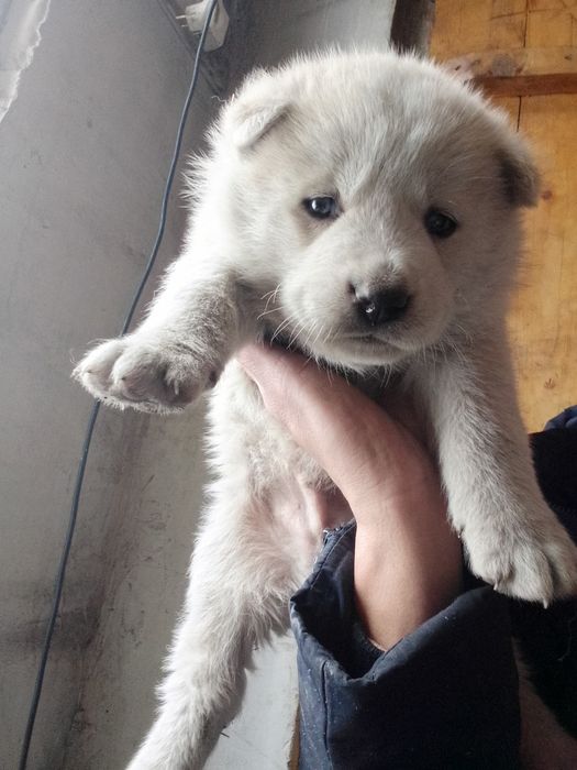 Чинки хаски сибирски