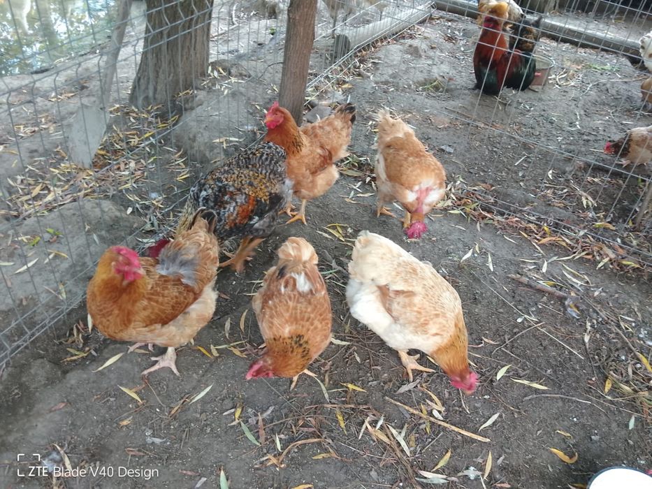 Vând găini și cocoș