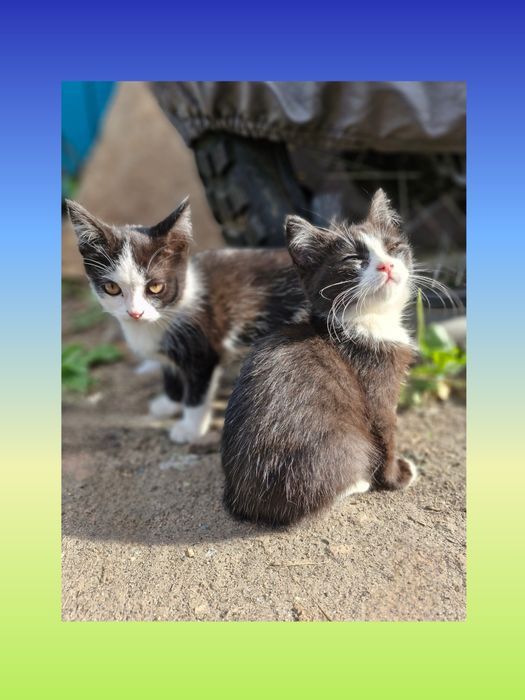 Котята в добрые руки