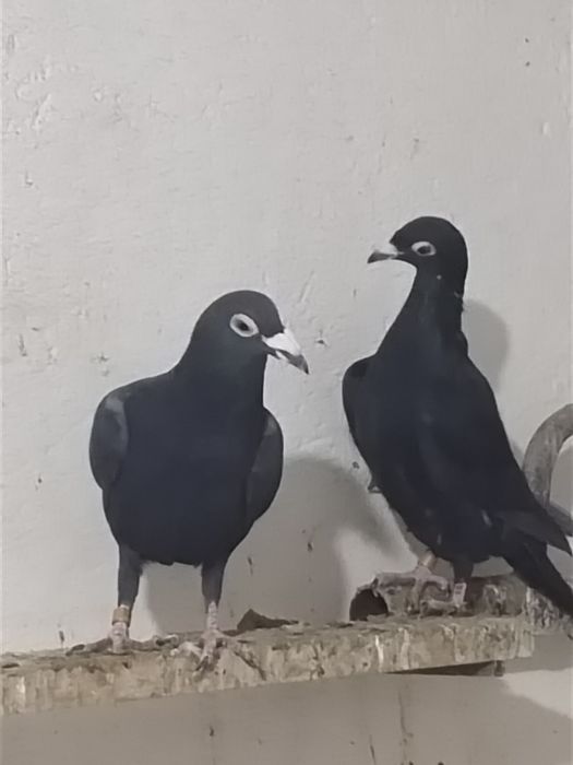 Драконы черные голуби