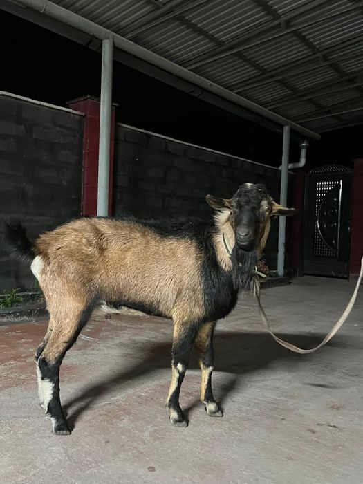 Теке альписки докментпен