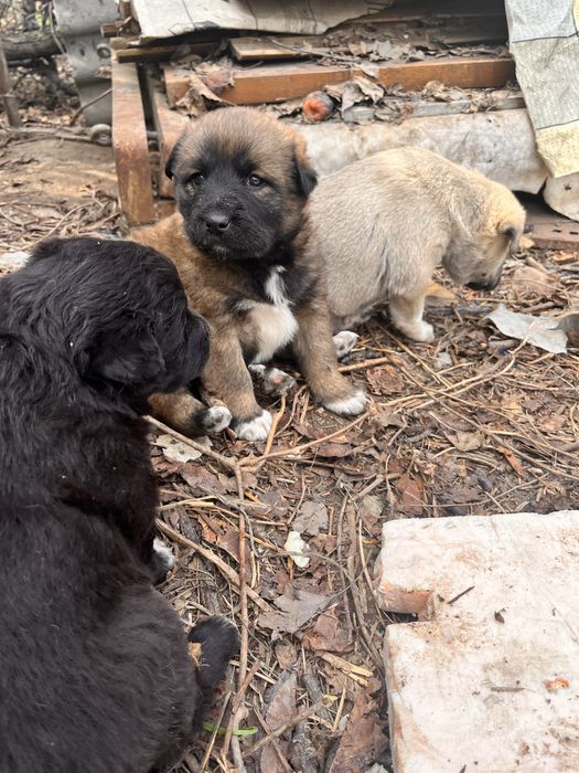 Щенки дворняжки!