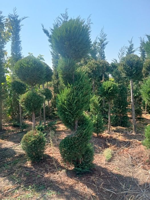 Rilaiding plantat