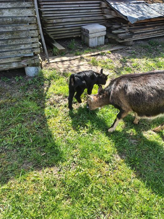 Iedute Alpin Francez