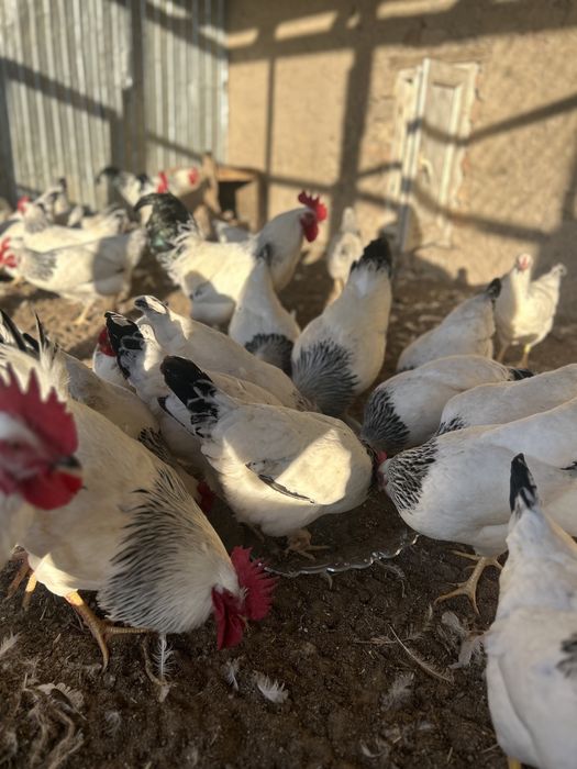 Адлер балапан цыпленок