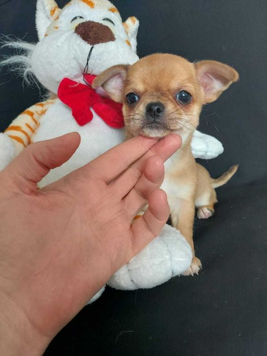 Продаю щенков чихуахуа