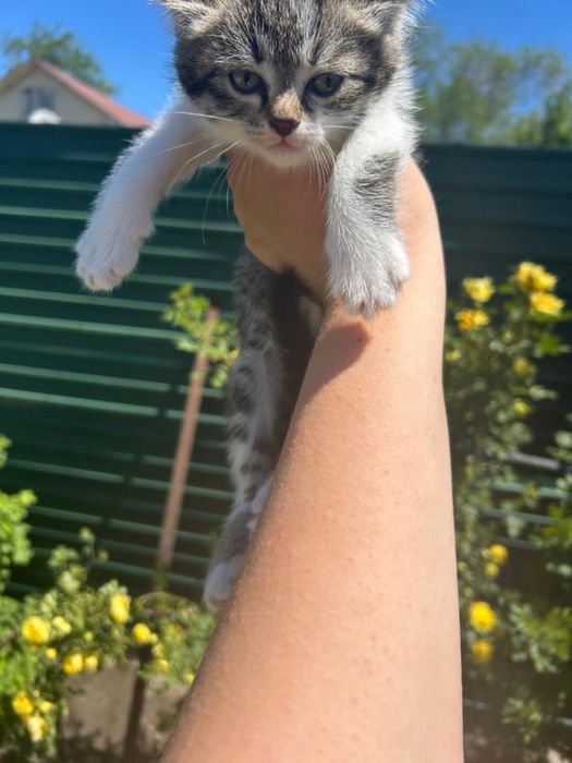 Отдам Котят 2мальчика 1девочка