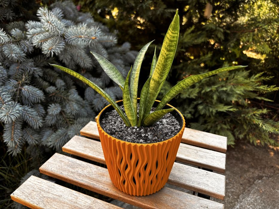 Sansevieria Panthera (Limba socrei) în ghiveci cu farfurioară