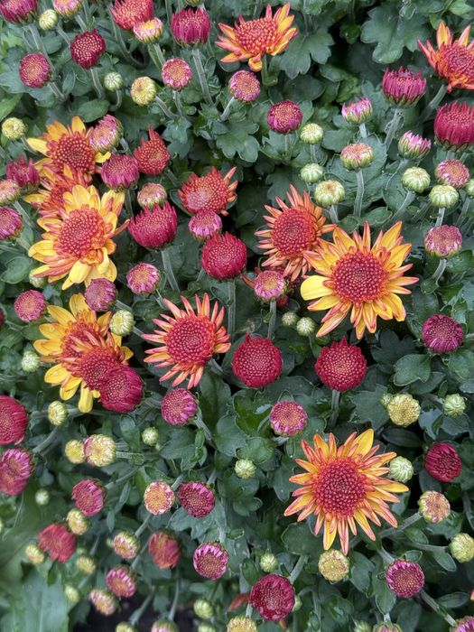 Хризантема мультифлора, корейская срезочная