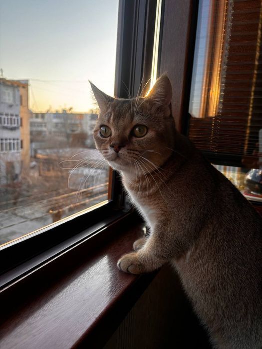 Продаётся котёнок