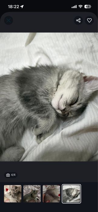 Кошка породистая