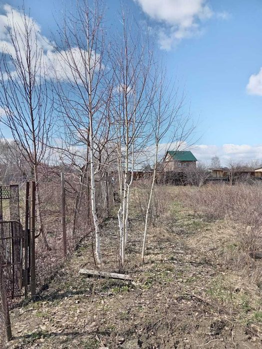 продам боярку крупную