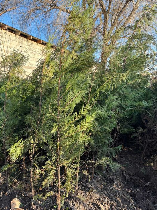 Продаю туи ( живая изгородь)