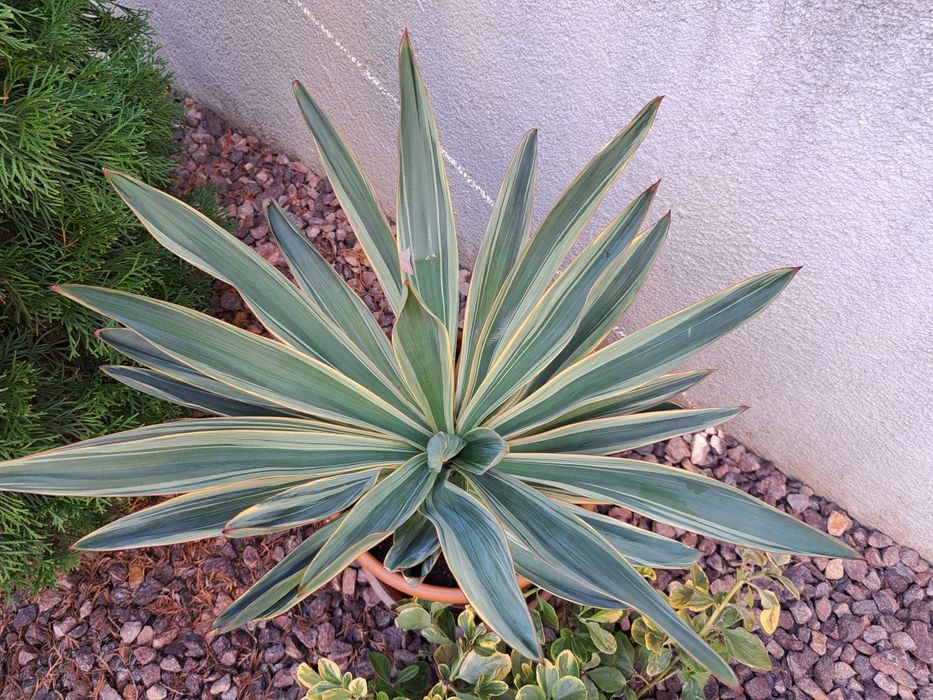 Vand 2 yucca de gradina